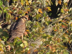 Rostrhamus sociabilis plumbeus