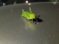 Stilpnochlora couloniana