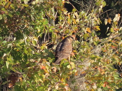 Rostrhamus sociabilis plumbeus