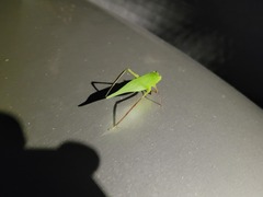 Stilpnochlora couloniana