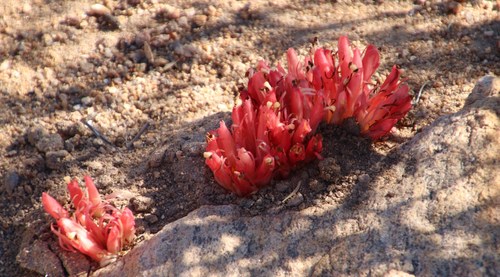 Image of Hyobanche rubra by (c) Tony Rebelo, some rights reserved (CC BY-SA)
