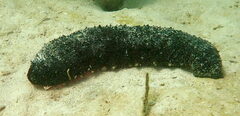 Holothuria mexicana