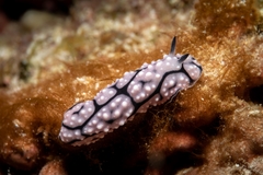 Phyllidiopsis krempfi