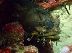 Amphichthys cryptocentrus