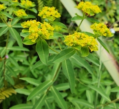 Euphorbia oblongata