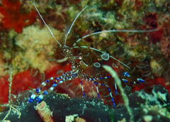 Periclimenes yucatanicus