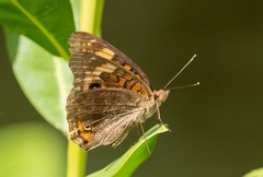 Junonia neildi