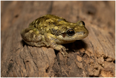 Scinax nasicus