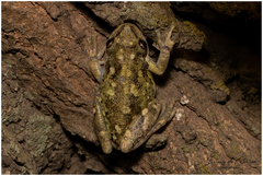 Scinax nasicus