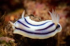 Chromodoris lochi