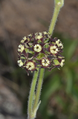 Oxypetalum arnottianum