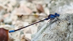 Argia gaumeri