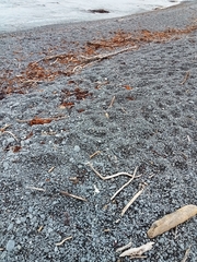 Charadrius bicinctus bicinctus