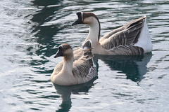 Anser cygnoides domesticus