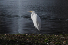 Ardea alba