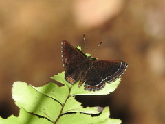 Riodinidae