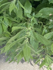 Parietaria officinalis