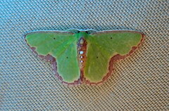Synchlora