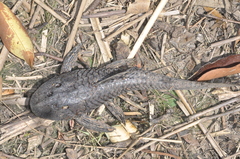 Hypostomus