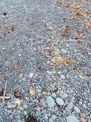 Charadrius bicinctus bicinctus