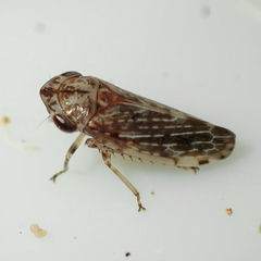 Novothymbris