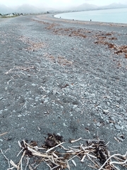 Charadrius bicinctus bicinctus