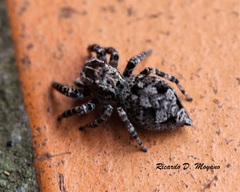 Sumampattus quinqueradiatus