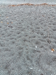 Charadrius bicinctus bicinctus