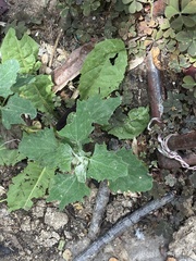 Verbesina encelioides