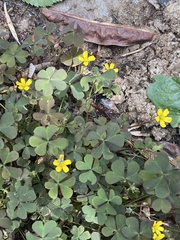 Oxalis corniculata