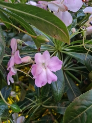 Impatiens sodenii