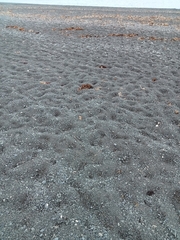 Charadrius bicinctus bicinctus