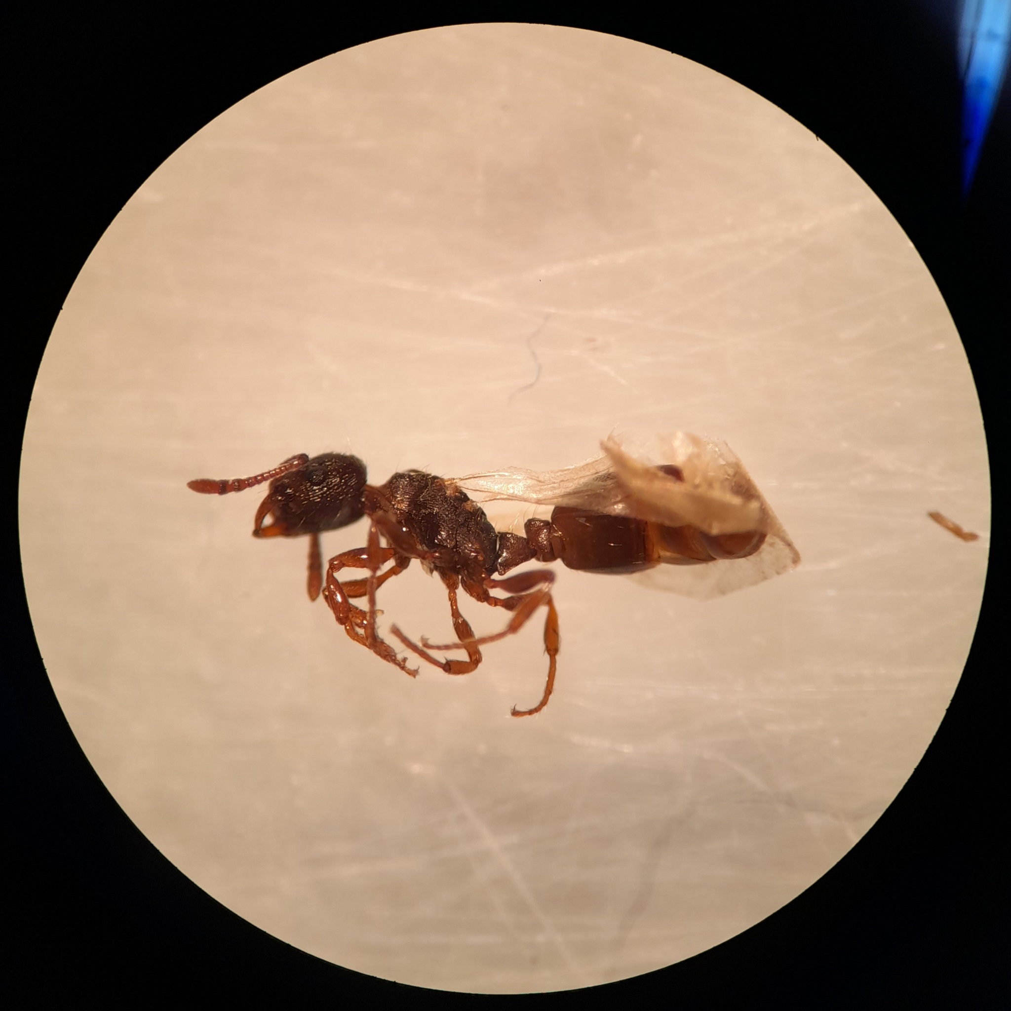 Strongylognathus caeciliae