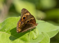 Junonia neildi