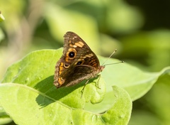 Junonia neildi
