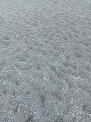 Charadrius bicinctus bicinctus