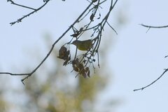 Leiothlypis ruficapilla