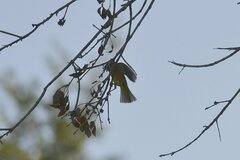 Leiothlypis ruficapilla