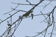 Leiothlypis ruficapilla