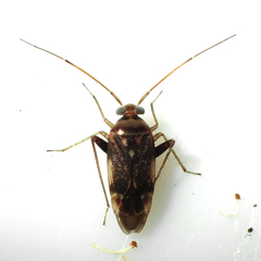 Diomocoris