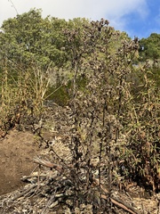 Pseudognaphalium beneolens