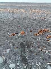 Charadrius bicinctus bicinctus