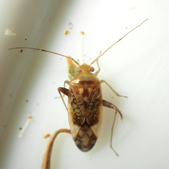 Diomocoris