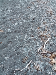 Charadrius bicinctus bicinctus