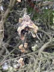 Metepeira labyrinthea