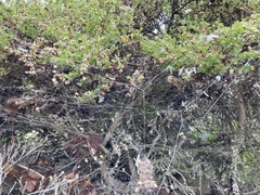 Metepeira labyrinthea