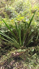 Furcraea hexapetala