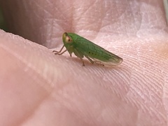 Batracomorphus