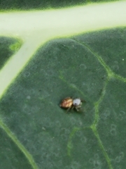 Metaphidippus chera