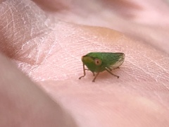 Batracomorphus